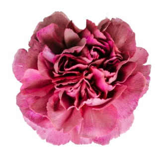 dried rose rose